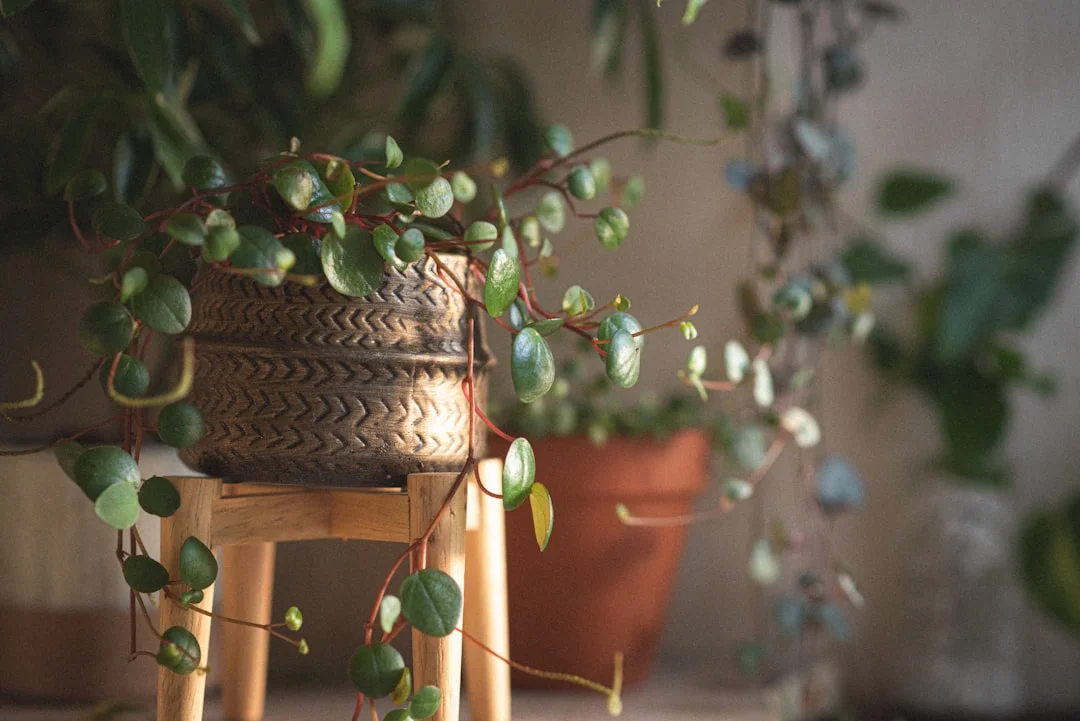 Peperomia plant growing in terracotta pot at home — peperomia plant care tips