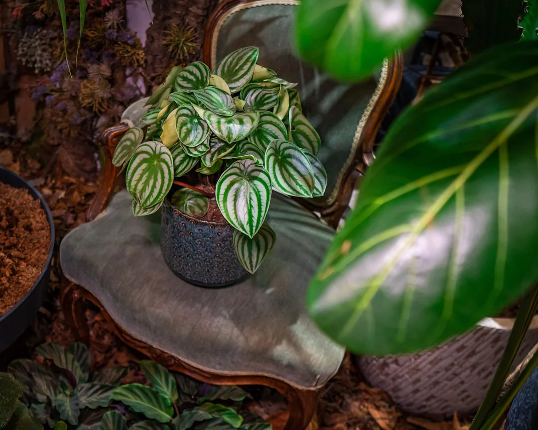 Peperomia plant growing in terracotta pot at home — peperomia plant care
