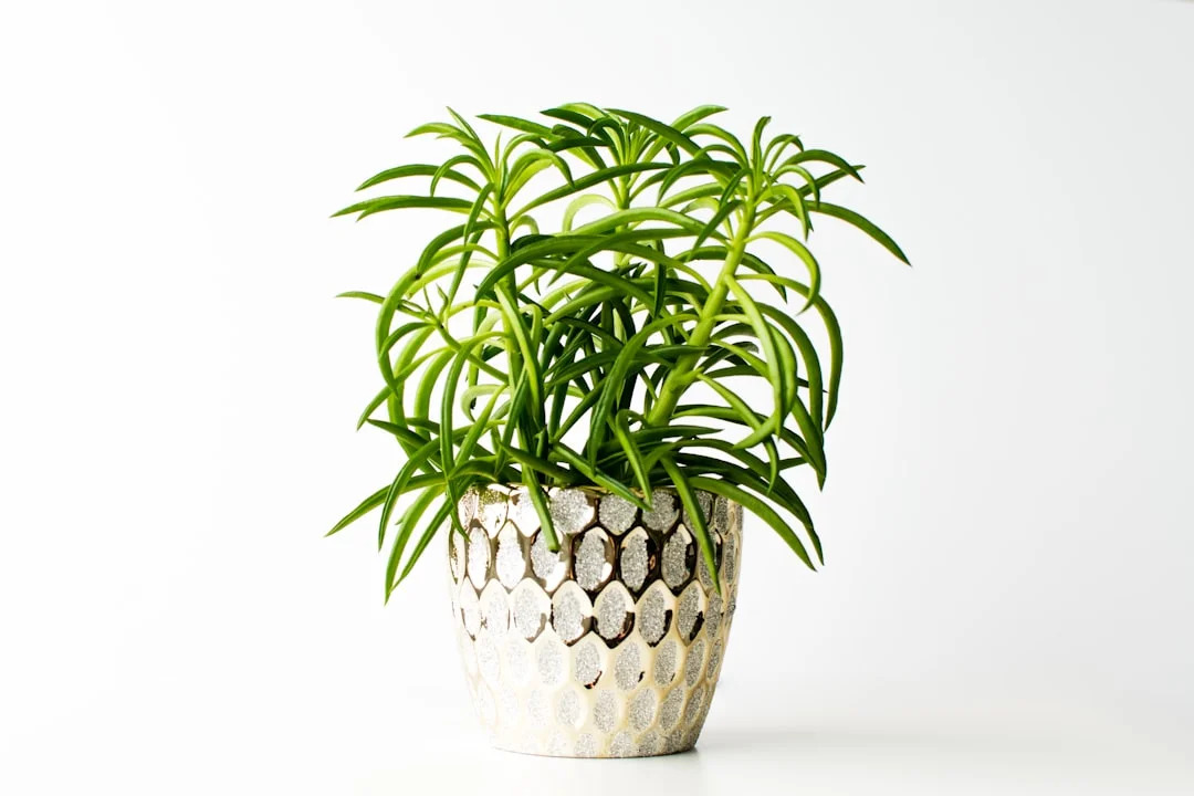 Peperomia plant growing in terracotta pot at home — peperomia plant care tips
