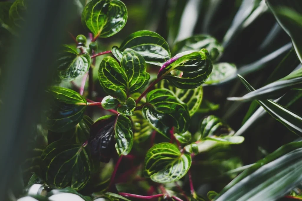 Peperomia plant growing in terracotta pot at home
