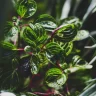 Peperomia plant growing in terracotta pot at home