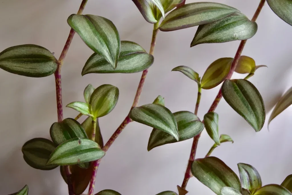 Peperomia Plant plant growing in terracotta pot at home
