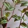 Peperomia Plant plant growing in terracotta pot at home