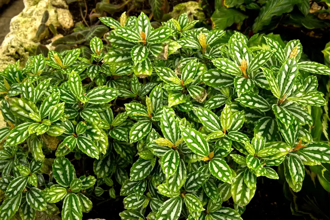 Peperomia Plant plant growing in terracotta pot at home — peperomia plant indoor care