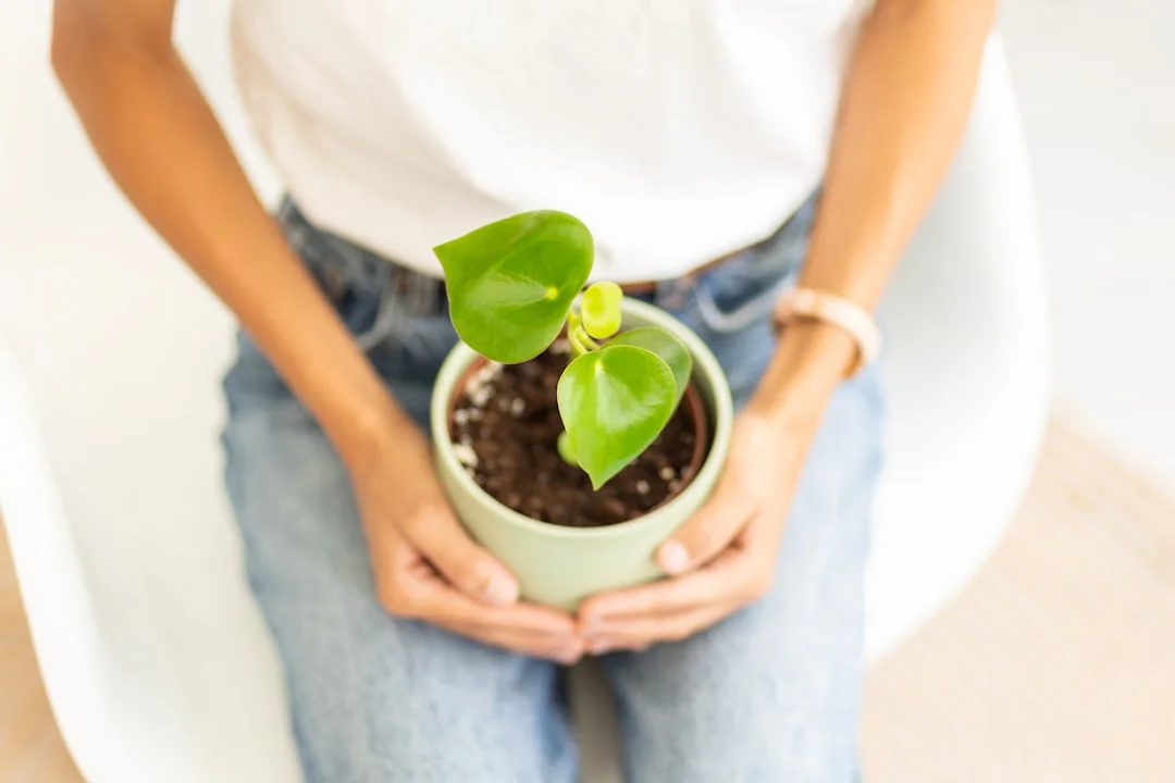 Peperomia Plant plant growing in terracotta pot at home — peperomia plant indoor care