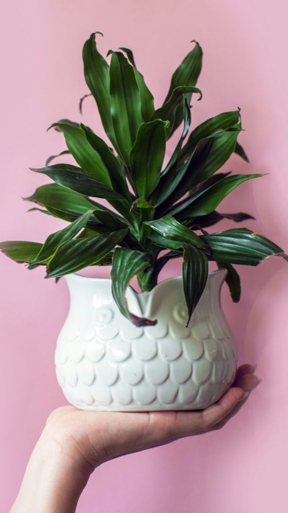 Plant Gifts for Diwali Care Tips: Complete Visual Guide
