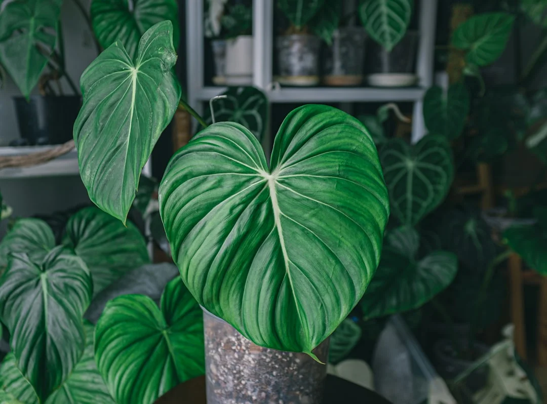 Philodendron plant growing in terracotta pot at home — philodendron plant care