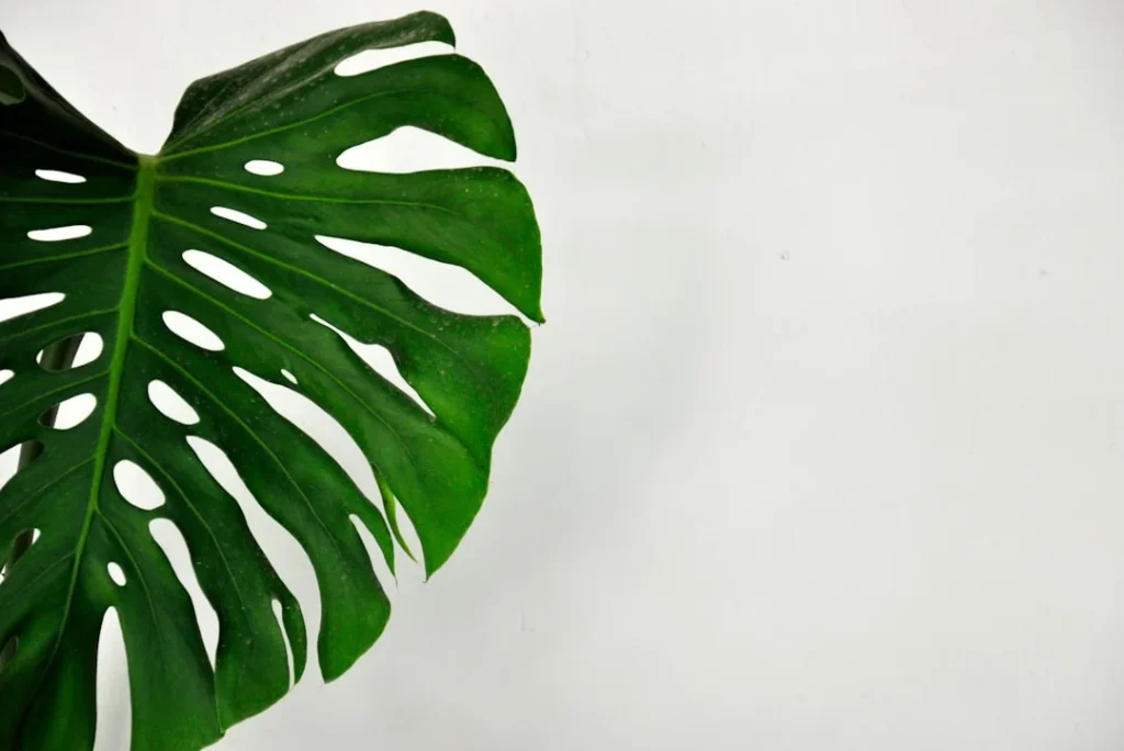 Philodendron plant growing in terracotta pot at home