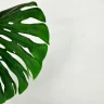 Philodendron plant growing in terracotta pot at home
