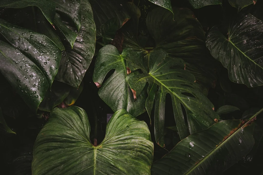 Philodendron plant growing in terracotta pot at home — philodendron plant care