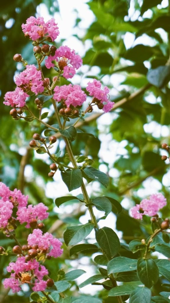 Crape Myrtle Care Tips: Complete Visual Guide