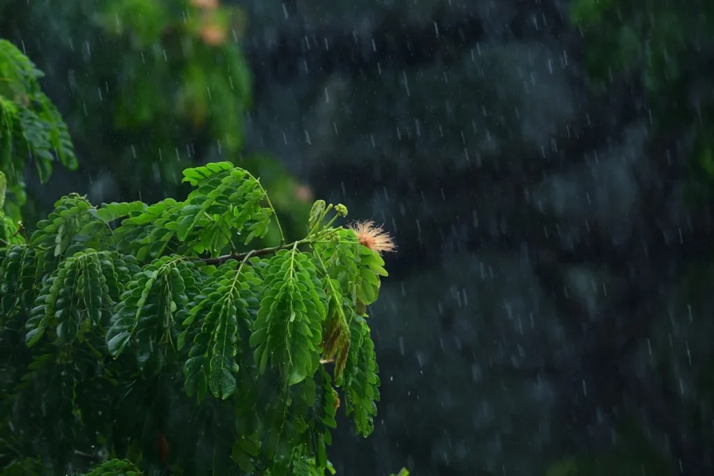 plant care during monsoon india — green tree in close up photography