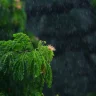 plant care during monsoon india — green tree in close up photography