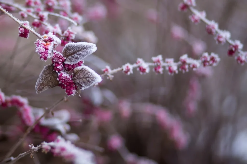 plant care winter india tips — purple flower covered with snow