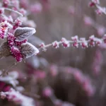 plant care winter india tips — purple flower covered with snow