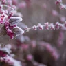 plant care winter india tips — purple flower covered with snow