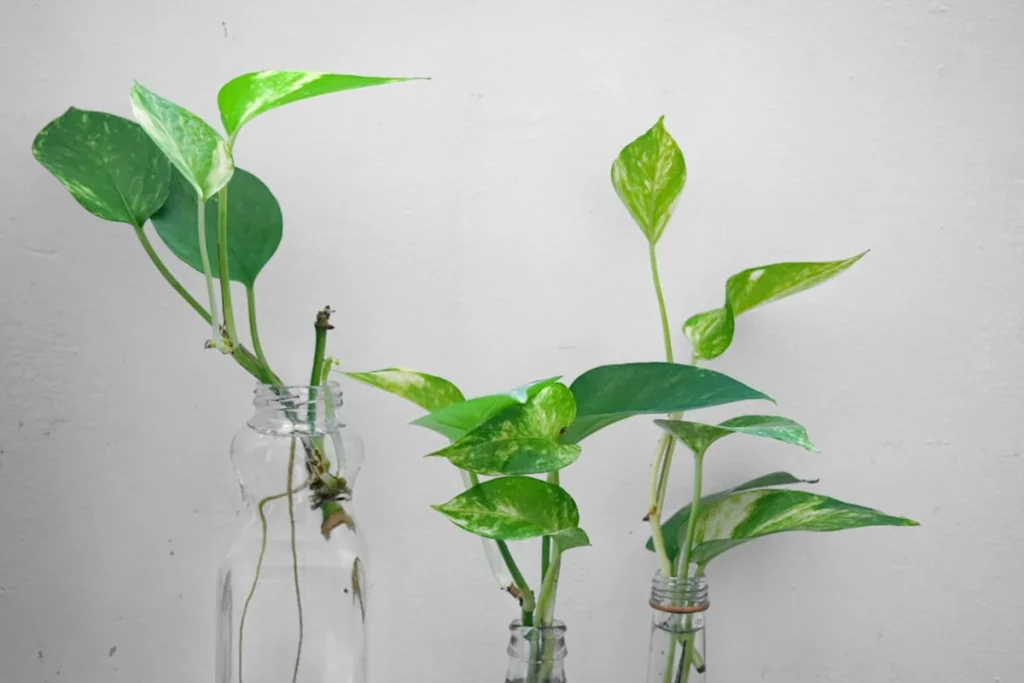 Plant propagation cuttings India — stem cutting rooting method for home garden