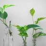 Plant propagation cuttings India — stem cutting rooting method for home garden