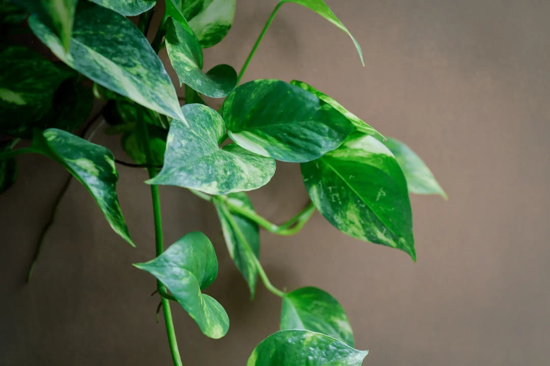 Pothos plant growing in terracotta pot at home — golden pothos care