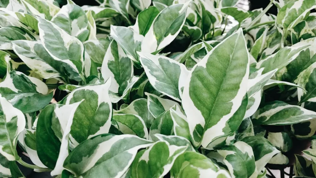 Pothos plant growing in terracotta pot at home