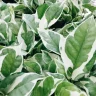 Pothos plant growing in terracotta pot at home