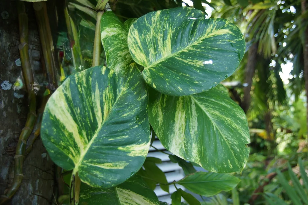 Pothos plant growing in terracotta pot at home — golden pothos care