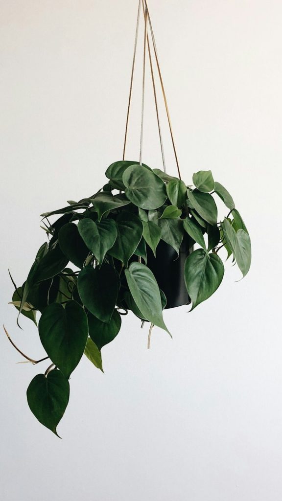 green leaves plant and black hanging pot rack