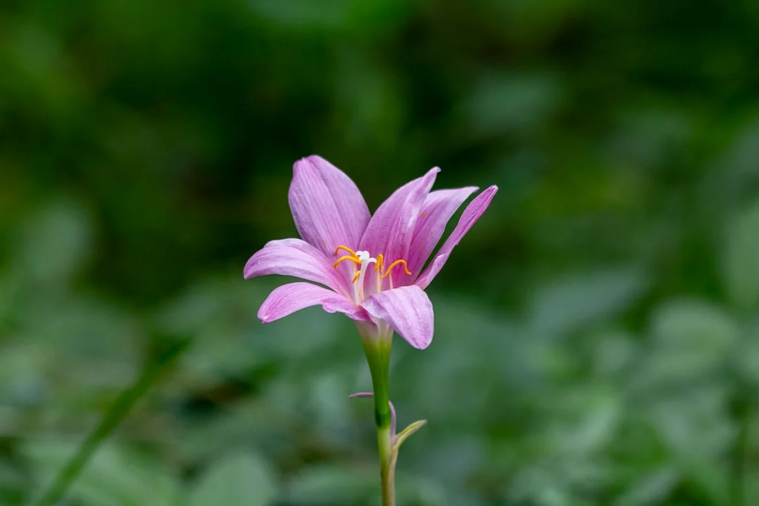 Rain Lily plant growing in terracotta pot at home — rain lily growing care guide
