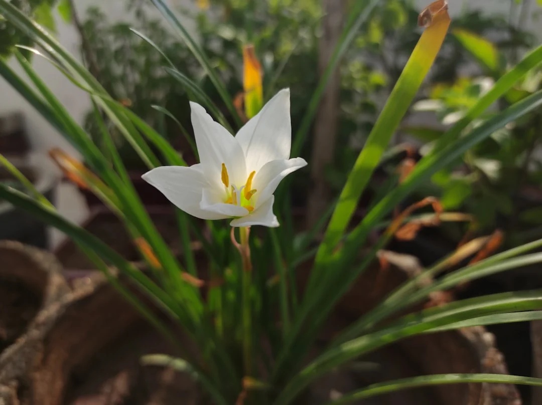 Rain Lily plant growing in terracotta pot at home — rain lily growing care guide