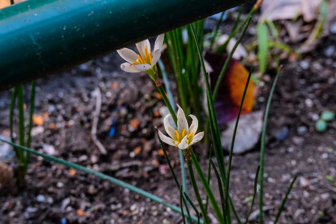 Rain Lily plant growing in terracotta pot at home — rain lily growing care guide