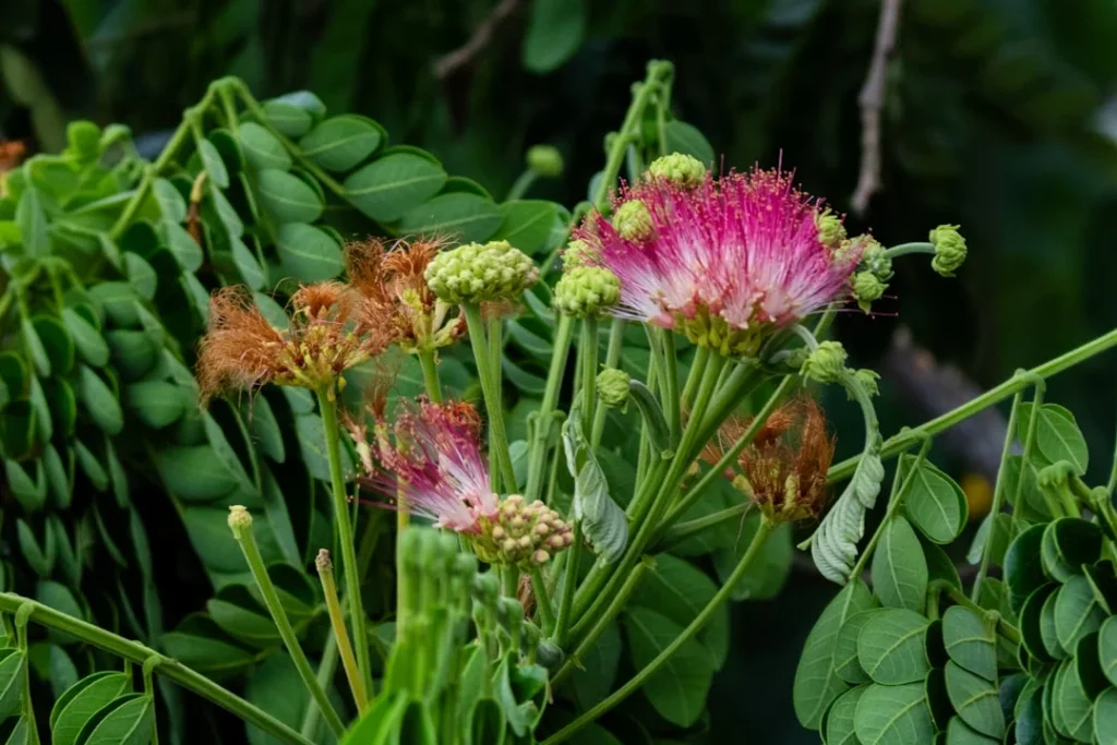 Rain Tree plant growing in terracotta pot at home
