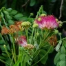 Rain Tree plant growing in terracotta pot at home