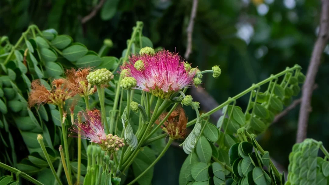 Rain Tree plant growing in terracotta pot at home — rain tree shade garden