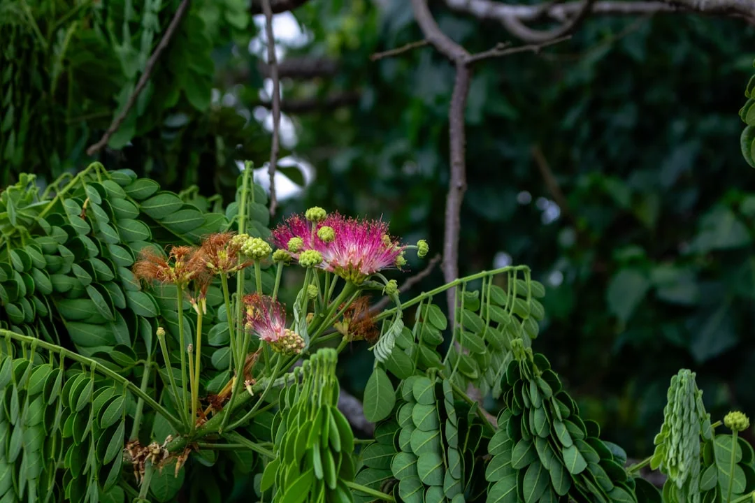 Rain Tree plant growing in terracotta pot at home — rain tree shade garden