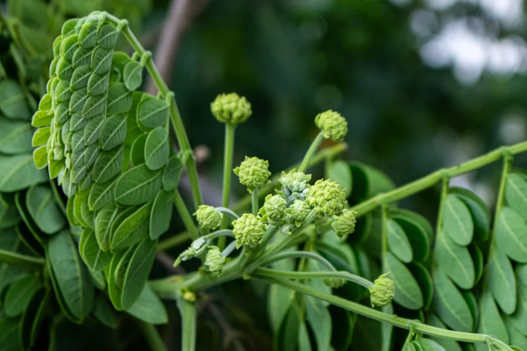 Rain Tree plant growing in terracotta pot at home — rain tree shade garden