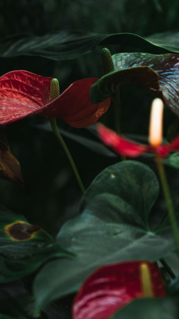 Anthurium (Flowering) How to Grow: Complete Visual Guide