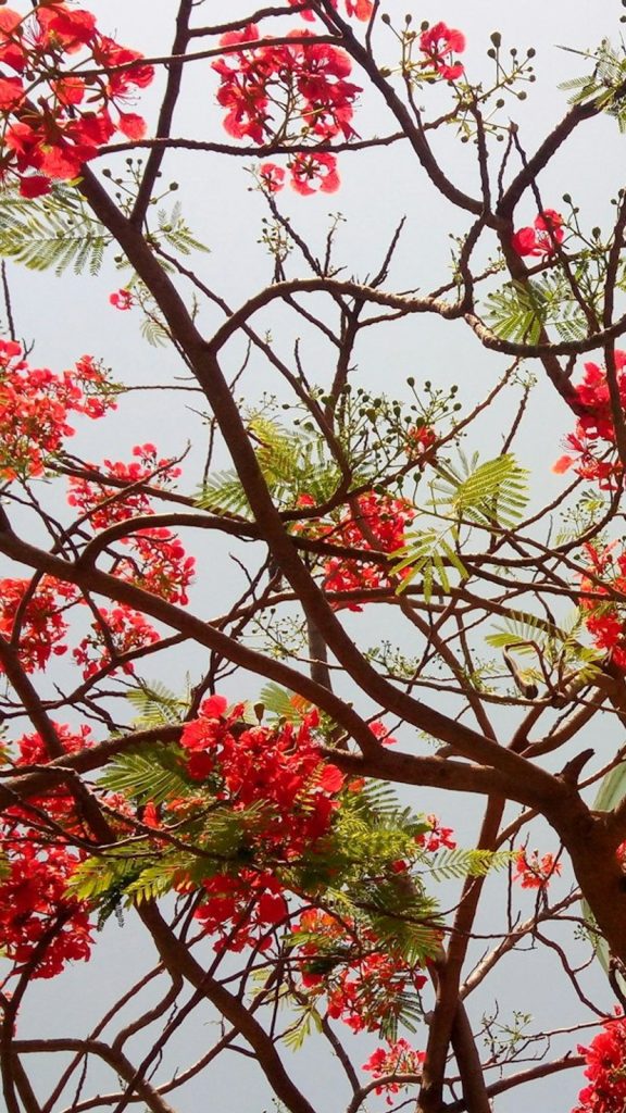 Gulmohar Care Tips: Complete Visual Guide