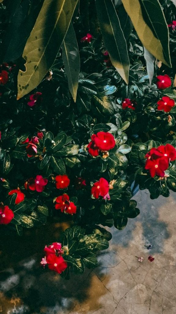 Anthurium Flower Red Care: Complete Buying Guide Amazing Facts: Complete Visual Guide