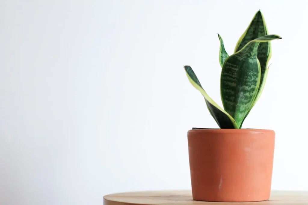 Repotting Plants Guide plant growing in terracotta pot at home