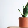 Repotting Plants Guide plant growing in terracotta pot at home