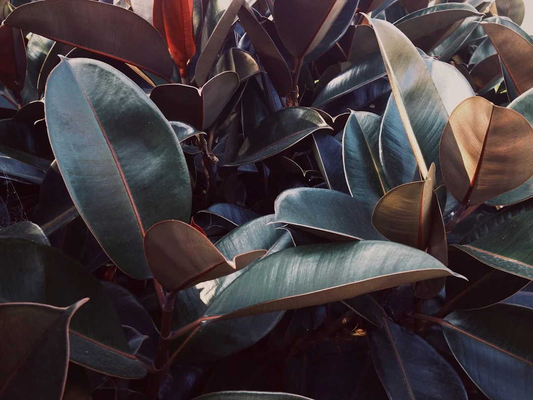 Rubber Plant plant growing in terracotta pot at home — rubber plant care India