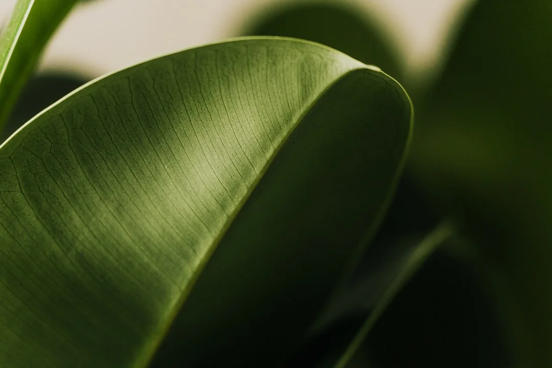 Rubber Plant plant growing in terracotta pot at home — rubber plant care India