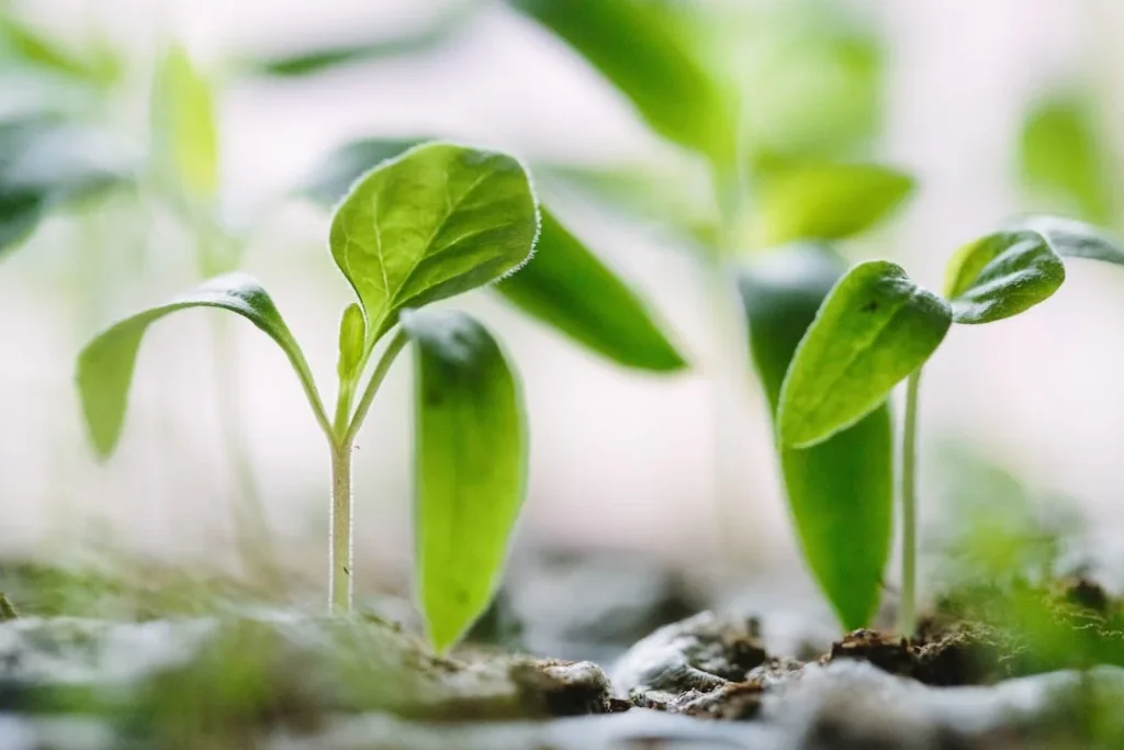 Seed Germination Tips plant growing in terracotta pot at home
