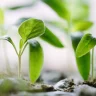 Seed Germination Tips plant growing in terracotta pot at home