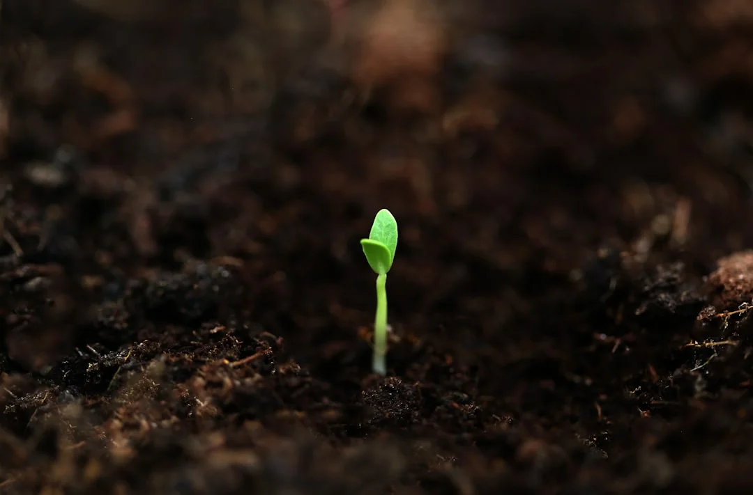 Seed Germination Tips plant growing in terracotta pot at home — seed germination tips faster India