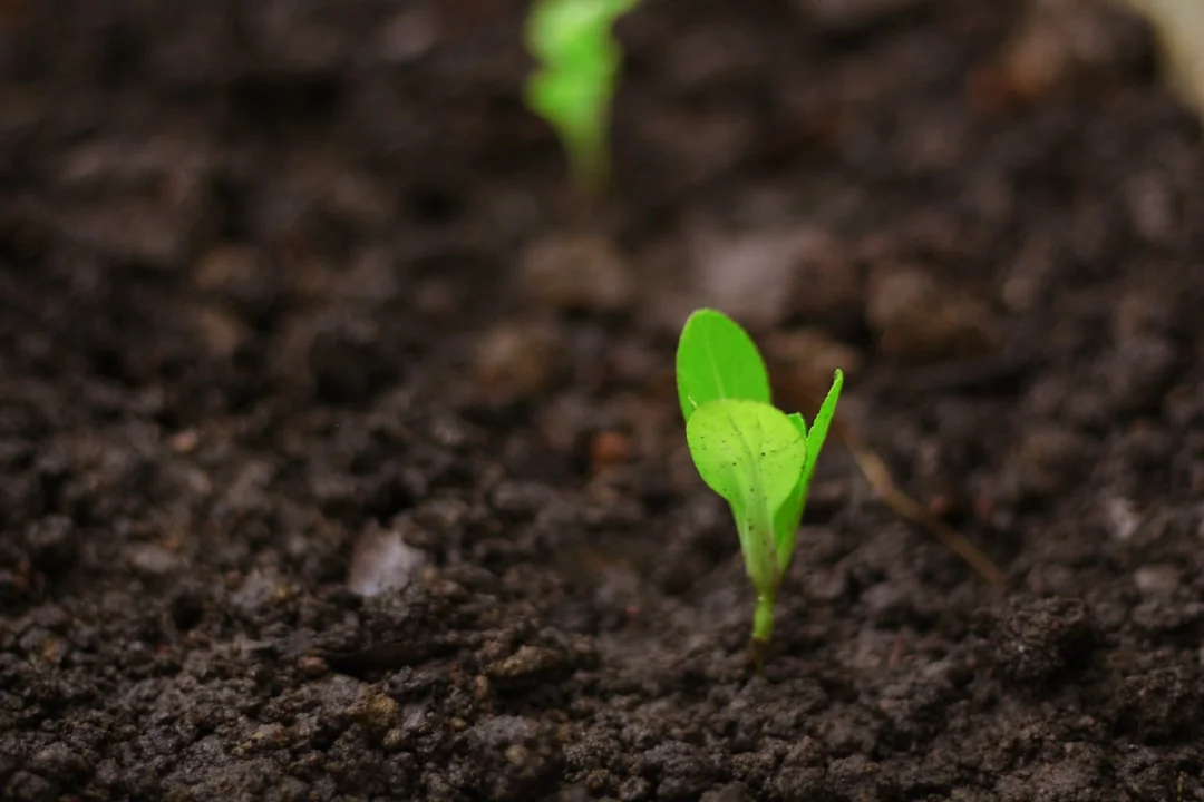 Seed Germination Tips plant growing in terracotta pot at home — seed germination tips faster India