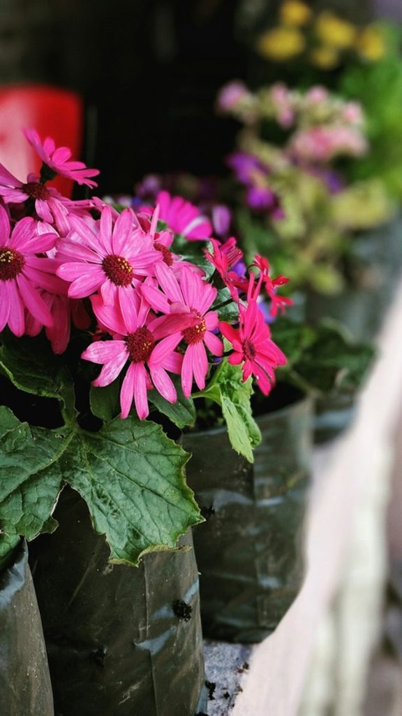 Plant Gifts for Diwali How to Grow: Complete Visual Guide