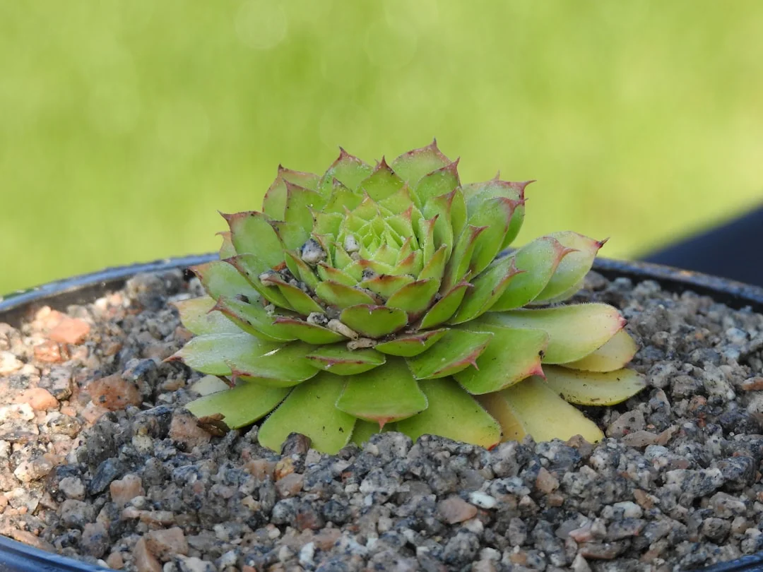 Sempervivum plant growing in terracotta pot at home — sempervivum care winter hardy