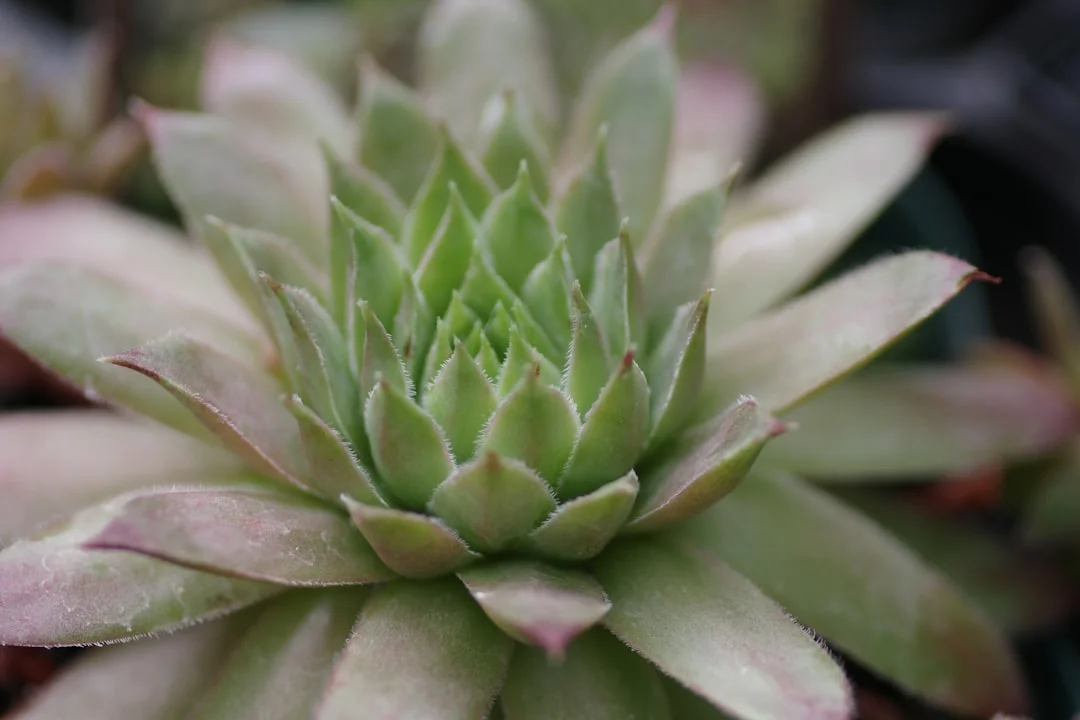 Sempervivum plant growing in terracotta pot at home — sempervivum care winter hardy