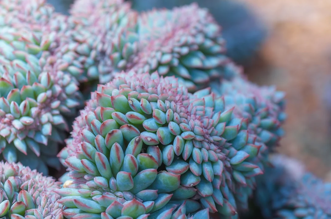 String of Buttons Succulent plant growing in terracotta pot at home — string of buttons succulent care